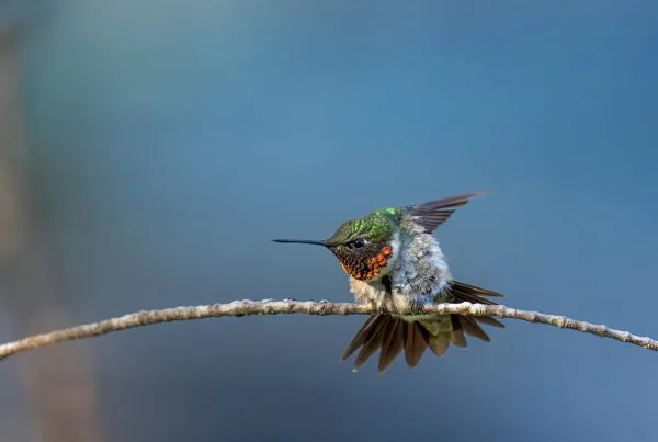 Bird Observation Ruby-Throated Hummingbird 11 Bird Observation-Ruby-Throated Hummingbird